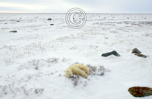 Polar Bear Sleeping DM0103